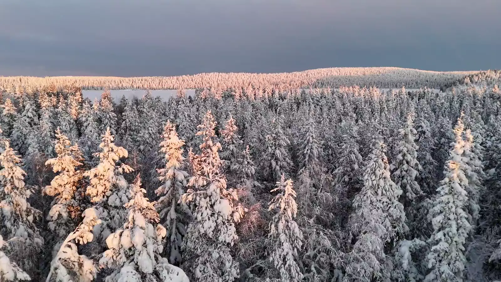 Snødekt skog i morgenlys